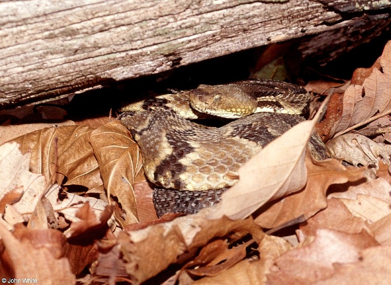 Timber Rattlesnake  (Crotalus horridus horridus)007.jpg [148 Kb]